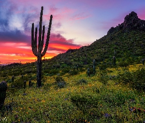 Stany Zjednoczone, Kwiaty, Zachód słońca, Łąka, Kaktusy, Góra, Arizona, Park stanowy, Picacho Peak