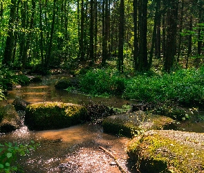 Drzewa, Kamienie, Strumień, Rzeka, Las