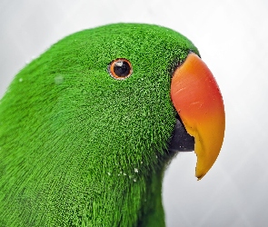 Eclectus, Barwnica zwyczajna, Zielona, Papuga