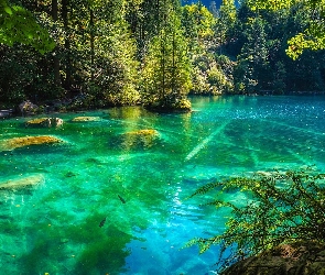 Drzewa, Jezioro Blausee, Szwajcaria, Kanton Berno