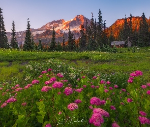 Park Narodowy Mount Rainier, Stan Waszyngton, Tawuła, Stany Zjednoczone, Drzewa, Kwiaty, Góry, Tatoosh Range, Łąka