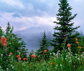 Drzewa, Kwiaty, Waszyngton, Mgła, Łąka, Stany Zjednoczone, Park Narodowy Mount Rainier