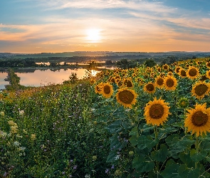 Lato, Niebo, Kwiaty, Słoneczny blask, Jezioro, Pole, Słoneczniki