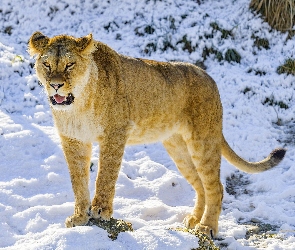 Śnieg, Zima, Lwica