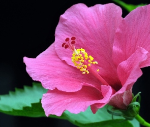 Kwitnący, Hibiskus