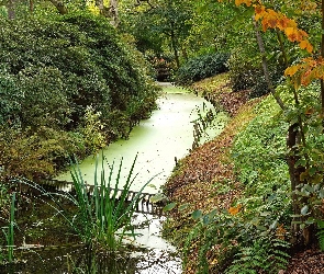 Park, Rośliny, Rzeka, Krzewy