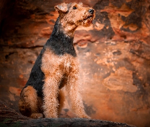 Pies, Airedale terrier, Siedzący