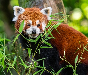 Gałęzie, Listki, Pandka ruda