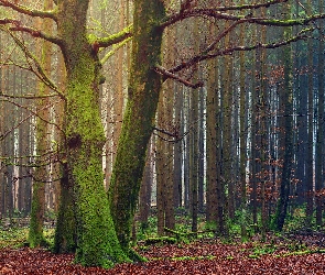 Drzewa, Las, Bezlistne