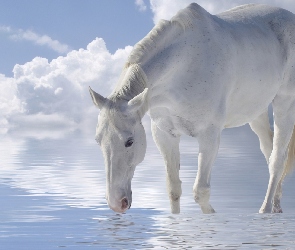 Koń, Chmury, Niebo, Woda