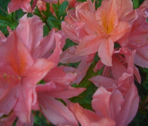 Różanecznik, Kwiaty, Azalia