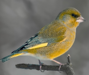 Ptak, Żółtawy