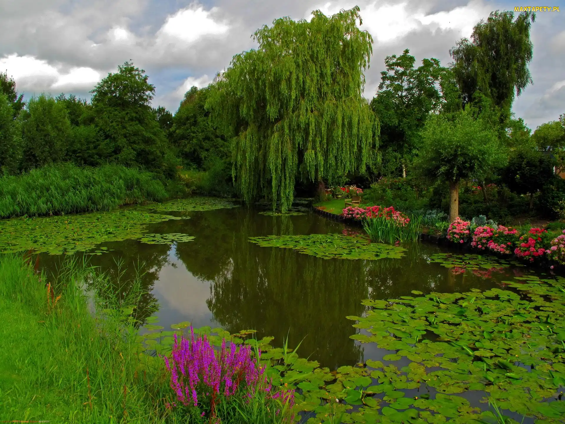 Tapety, zdjęcia - Park, Roślinność, Staw