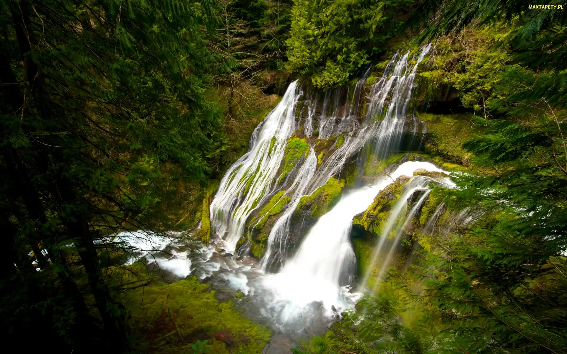 Tapety zdjęcia Wodospad Panther Creek Falls Drzewa Stany