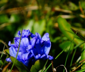 Niebieskie, Kwitnące, Kwiaty