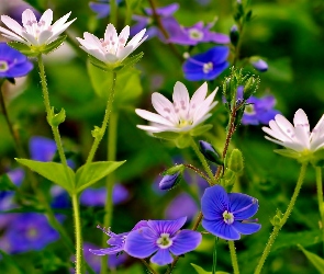 Białe, Kwiaty, Niebieskie