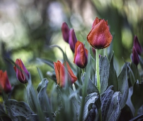 Tulipany, Listki, Herbaciane