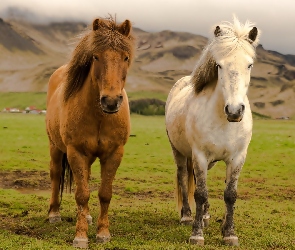 Konie, Islandia, Góry, Łąka
