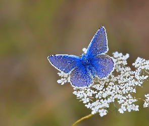 Motyl, Kwiatki, Białe, Motylek, Niebieski