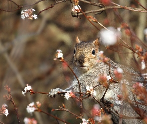 Wiewiórka, Drzewo, Wiosna, Kwitnące