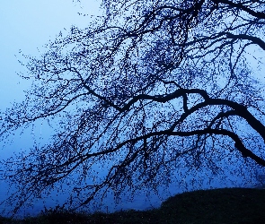 Gałęzie, Mgła, Drzewo