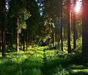 Las, Przebijające Światło, Dukt