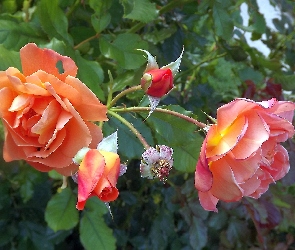 Kwiaty, Róże