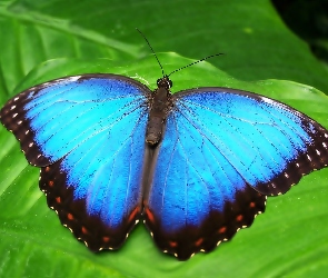 Egzotyczny, Motyl, Niebieski