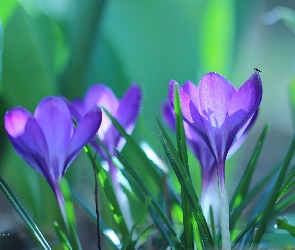 Fioletowe, Kwiaty, Krokusy