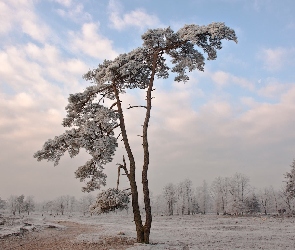 Drzewa, Śnieg, Droga