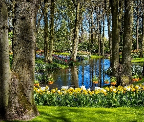 Wiosna, Kwiaty, Park, Rzeka