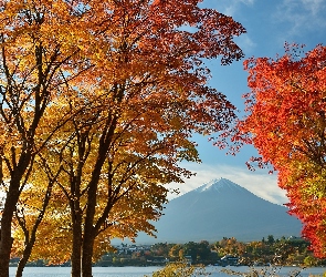Fuji, Japonia, Drzewa, Las, Góra