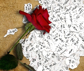 You, Love, Róża, Czerwona, Karteczki, I