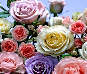 Kolory, Róż, Różne