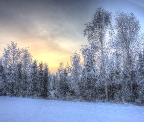 Las, Drzewa, Zima, Wschód słońca