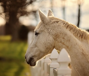 Koń, Ogrodzenie, Biały