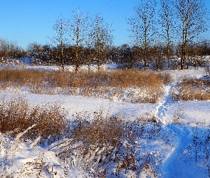 Śnieg, Drzewa, Rośliny, Uschnięte, Zima