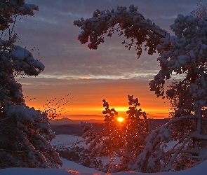 Drzewa, Zima, Zachód słońca