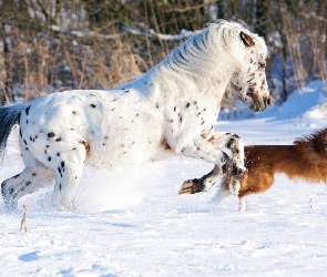 Biegnący, Śnieg, Border collie, Koń Appaloosa