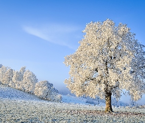 Zima, Drzewa, Ośnieżone, Śnieg