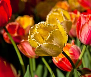 Rozwinięty, Żółty, Kwiaty, Tulipany