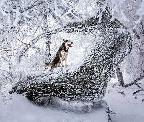 Zaśnieżone, Siberian Husky, Pies, Drzewa, Zima
