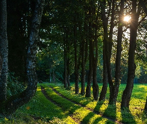 Las, Wschód słońca, Droga, Drzewa