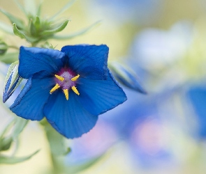 Niebieski, Rozmyte tło, Kurzyślad, Anagallis, Kwiat