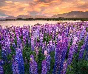 Jezioro Tekapo, Góry, Zachód słońca, Łubin, Nowa Zelandia