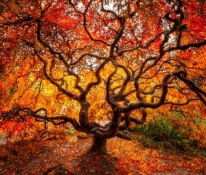 Liście, Klon japoński, Jesień, Drzewo