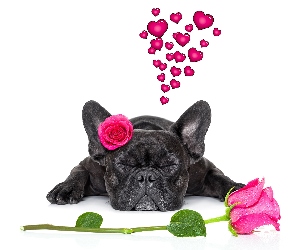Serca, Róże, Buldog francuski, Pies, Zakochany, Kwiaty