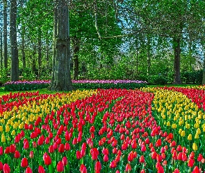 Tulipany, Drzewa, Park, Wiosna