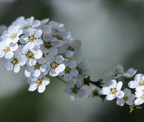 Kwiaty, Tawuła, Białe