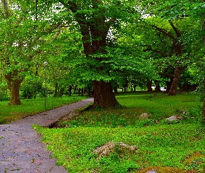 Latarnia, Alejka, Park, Drzewa